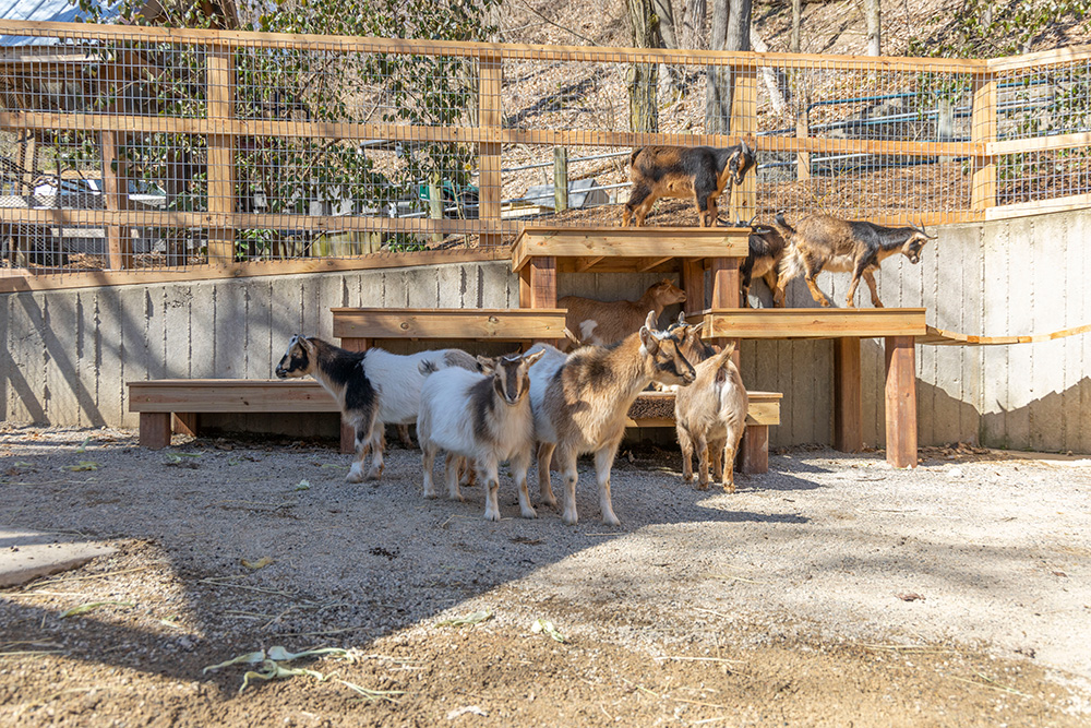 Goats on and in front of a ProWood treated lumber platform at John Ball Zoo.